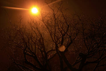 Sonnenstrahl auf kahlem Baum im Winterpark bei Sonnenuntergang - JTF01966