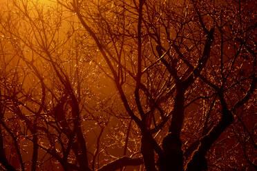 Silhouette kahlen Baum im Winter Park bei Sonnenuntergang - JTF01967
