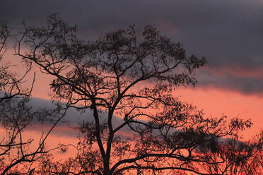 Silhouette bare trees with orange sky in background at sunset - JTF01968