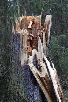 Abgebrochener Waldbaum nach schwerem Sturm - JTF01970