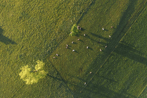 Luftaufnahme von grasenden Rindern auf einer grünen Weide - WFF00565