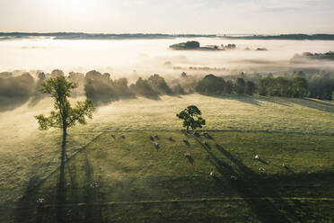 Deutschland, Bayern, Berg, Luftaufnahme von grasenden Tieren auf einer Weide bei nebligem Morgengrauen - WFF00568