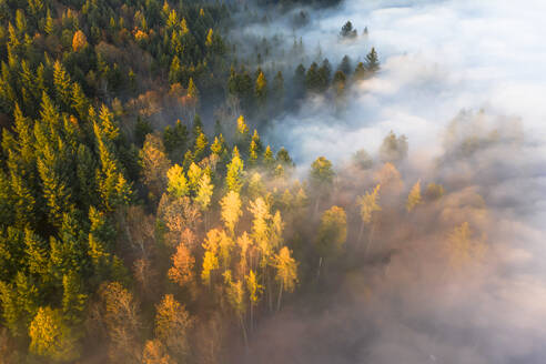 Luftaufnahme einer Herbstlandschaft mit aufsteigendem Nebel, Schwarzwald, Deutschland. - AAEF13873