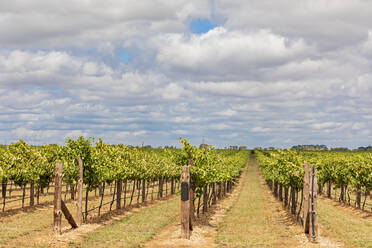 Australien, Südaustralien, Coonawarra, Wolken über riesigem Sommerweinberg - FOF12700