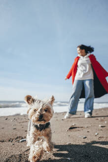 Yorkshire-Terrier beim Spaziergang mit Frau im Hintergrund am Strand - OMIF00440