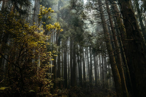 Von unten von hohen Nadelbäumen im Sommerwald in nebliger Morgenzeit - ADSF33397