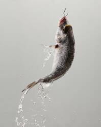Fresh whole raw fish with water falling from body hanging on hook against gray background - ADSF33418