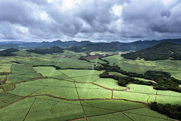 Mauritius, Grand Port District, Helicopter view of African sugar cane fields - AMF09371