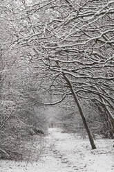 Footpath in snow covered forest - ASCF01646