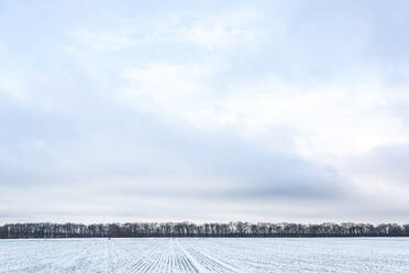 Schneebedecktes Feld im Winter - ASCF01648