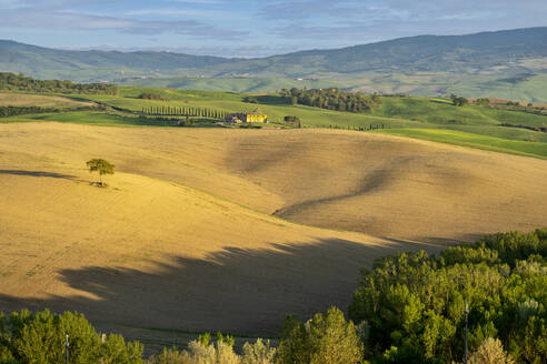 Italien, Provinz Siena, Frühlingshafte Felder im Val dOrcia - LOMF01323
