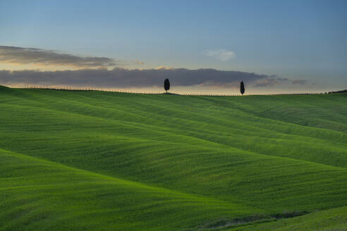 Italien, Provinz Siena, Grüne Hügel des Val dOrcia in der Frühlingsdämmerung - LOMF01324