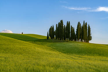 Italien, Provinz Siena, Wiese im Val dOrcia mit Zypressen im Hintergrund - LOMF01325