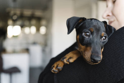 Frau trägt Miniaturpinscher-Hund nach Hause - EYAF01902