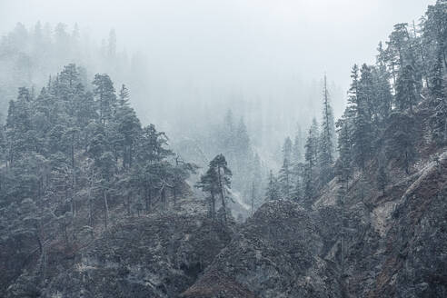 Schneefall auf Bergen und Bäumen im Winter, Vorderriss, Bayern, Deutschland - WFF00657