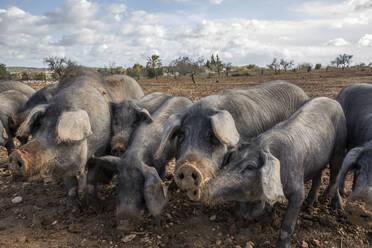 Gray pigs feeding in field - JMF00602