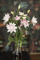 Blühende und knospende Elodie-Lilien in Vase - FCF02024