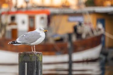 Heringsmöwe (Larus argentatus) auf einem Hafenmast stehend - KEBF02213