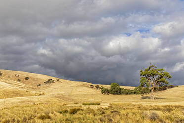 Australia, South Australia, Cloudy sky over yellow grassy hills - FOF12755