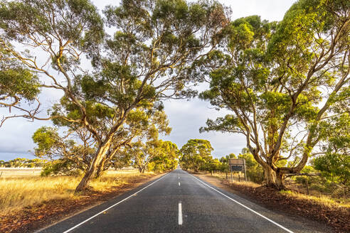 Australien, Südaustralien, Bäume entlang einer leeren Landstraße - FOF12756
