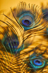 Soft focus of various bright decorative exotic peacock feathers with thin stems placed on yellow background in light modern studio - ADSF33461