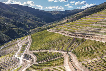 Aerial view of Douro Vineyards in Porto region near Pinhao, Portugal. - AAEF14065