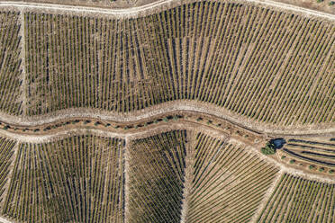 Luftaufnahme der Douro-Weinberge mit Oliven in der Region Porto bei Pinhao, Portugal. - AAEF14066