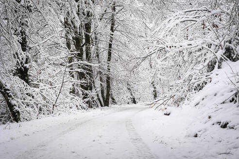 Schneebedeckte kahle Bäume im Winterwald - OMIF00512