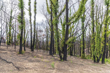 Burnt forest trees sprouting after forest fire - FOF12764