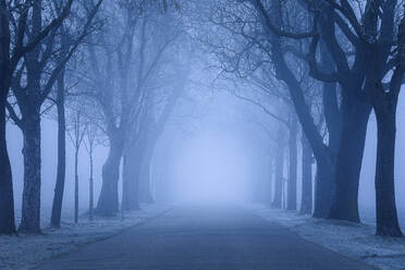Empty avenue of trees with fog on road - FCF02027