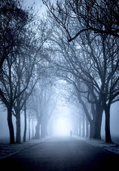 Woman walking in distant on avenue by spooky trees - FCF02028