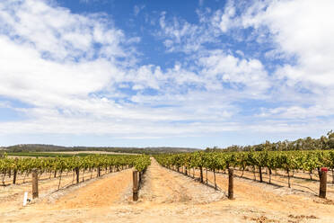 Weitläufiger Weinberg im Clare Valley - FOF12774