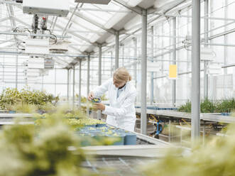 Agronomist doing research on plants in greenhouse - JOSEF06620