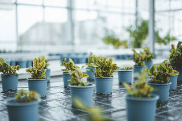 Potted plants arranged at greenhouse - JOSEF06624