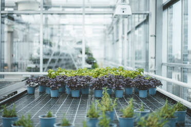 Potted plants arranged in greenhouse laboratory - JOSEF06629