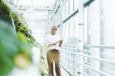 Agronom mit Tablet-PC bei der Analyse von Pflanzen im Gewächshaus - JOSEF06647