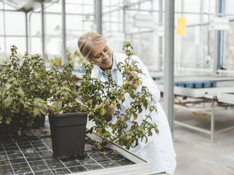 Smiling agronomist examining plants in plant nursery - JOSEF06688