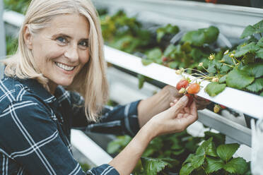 Lächelnde Biologin mit Erdbeeren in der Gärtnerei - JOSEF06811