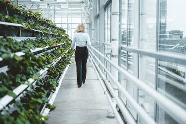 Scientist walking by plants at garden center - JOSEF06828