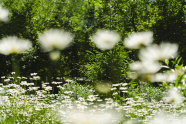 Blühende Gänseblümchen auf einer Frühlingswiese - SEAF00461