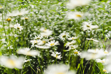 Blühende Gänseblümchen auf einer Frühlingswiese - SEAF00462