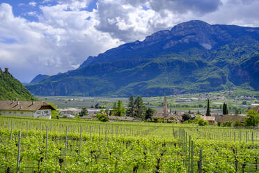 Italien, Südtirol, Terlan, Sommerlicher Weinberg am Rande eines Dorfes auf dem Land - LBF03605