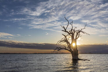 Australien, Südaustralien, Silhouette eines abgestorbenen Baumes im Lake Bonney Riverland bei Sonnenuntergang - FOF12796