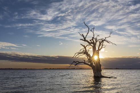 Australien, Südaustralien, Silhouette eines abgestorbenen Baumes im Lake Bonney Riverland bei Sonnenuntergang - FOF12796