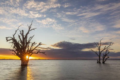 Australien, Südaustralien, Silhouetten von abgestorbenen Bäumen, die im Lake Bonney Riverland bei Sonnenuntergang stehen - FOF12797