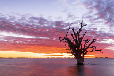 Australia, South Australia, Silhouette of dead tree standing in Lake Bonney Riverland at sunset - FOF12801