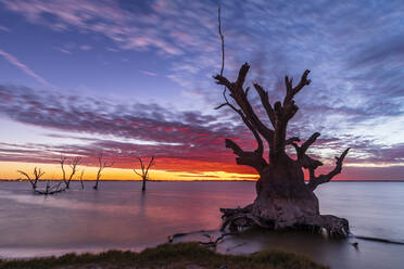 Australia, South Australia, Silhouettes of dead trees standing in Lake Bonney Riverland at sunset - FOF12802