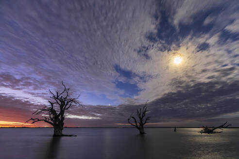 Australien, Südaustralien, Vollmond leuchtet durch die Wolken über Silhouetten von abgestorbenen Bäumen, die im Lake Bonney Riverland stehen - FOF12804