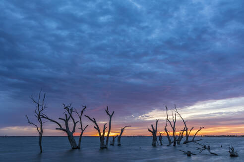 Australien, Südaustralien, Bewölkter Himmel über Silhouetten von abgestorbenen Bäumen im Lake Bonney Riverland bei Sonnenaufgang - FOF12805