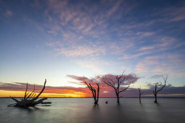 Australia, South Australia, Silhouettes of dead trees standing in Lake Bonney Riverland at sunset - FOF12810